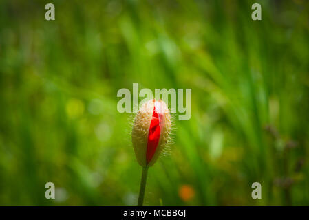 Poppy Knospe im Sonnenlicht. Stockfoto