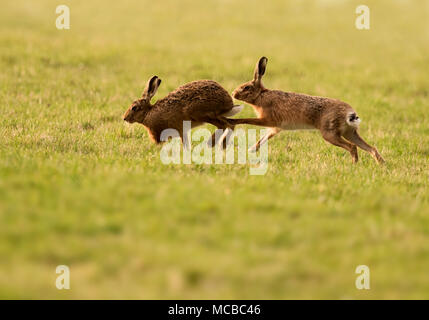 Paar braune Hasen (Lepus europaeus) Boxing in der Abendsonne in Gloucestershire Stockfoto