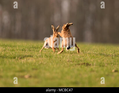 Paar braune Hasen (Lepus europaeus) Boxing in der Abendsonne in Gloucestershire Stockfoto