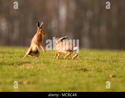 Paar braune Hasen (Lepus europaeus) Boxing in der Abendsonne in Gloucestershire Stockfoto