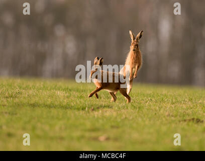 Paar braune Hasen (Lepus europaeus) Boxing in der Abendsonne in Gloucestershire Stockfoto