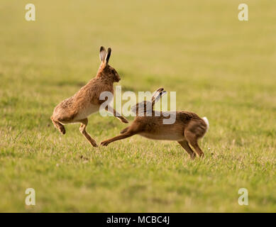 Paar braune Hasen (Lepus europaeus) Boxing in der Abendsonne in Gloucestershire Stockfoto