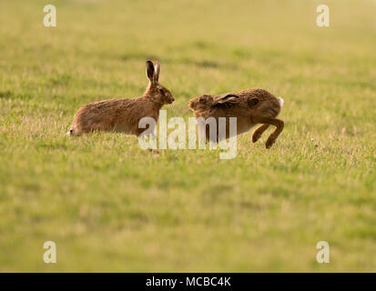 Paar braune Hasen (Lepus europaeus) Boxing in der Abendsonne in Gloucestershire Stockfoto