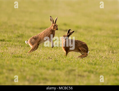 Paar braune Hasen (Lepus europaeus) Boxing in der Abendsonne in Gloucestershire Stockfoto