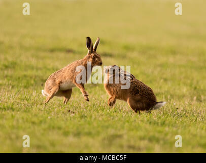 Paar braune Hasen (Lepus europaeus) Boxing in der Abendsonne in Gloucestershire Stockfoto