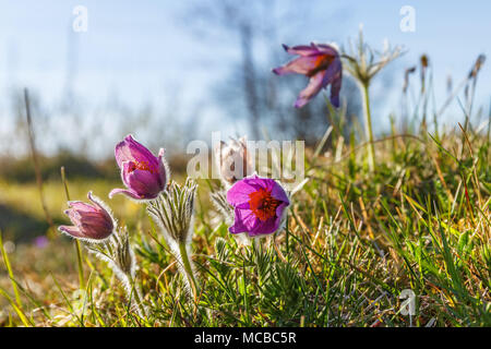 Blühende Pasque Blumen im Frühling auf einer Wiese Stockfoto