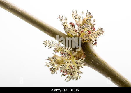 Blumen von der Esche Fraxinus excelsior 15 April 2018 Dorset England UK. Wie das alte Sprichwort vor der Eiche, Esche in für Tränken, Eiche vor dem Esche, in w Stockfoto