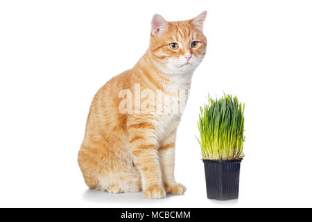 Schöne graue Katze und grünes Gras auf weißem Hintergrund Stockfoto