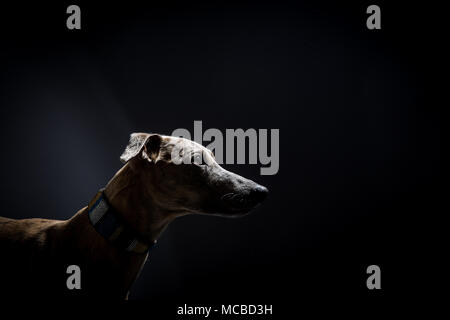 Studio geschossen von Windhund Whippet mit Platz für Kopie Stockfoto