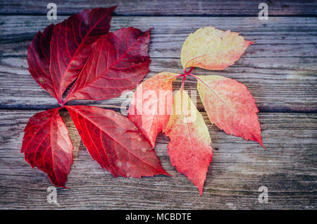 Red Leaf von wilder Wein auf hölzernen Tisch Stockfoto