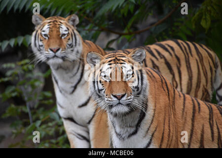 Schließen Sie herauf Frontseite Porträt von zwei Junge weibliche Amur (Sibirische) Tiger an Kamera über grüne Wald Hintergrund suchen, Low Angle View Stockfoto