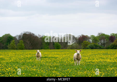 Zwei Schafe mitten auf einer Wiese mit Blumen geschmückt, Englisch Stockfoto