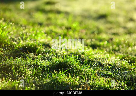 Morgentau in der Sonne auf dünnen Blättern des grünen Grases. Stockfoto