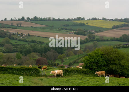 Grasende Kühe auf der Wiese Stockfoto