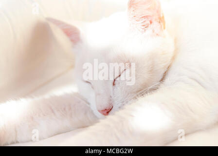 Weiße Katze hält ein Nickerchen auf dem Bett in sonniger Tag. Flache Freiheitsgrad. Stockfoto