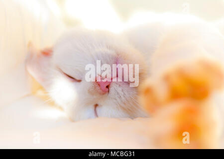 Weiße Katze hält ein Nickerchen auf dem Bett in sonniger Tag. Flache Freiheitsgrad. Stockfoto