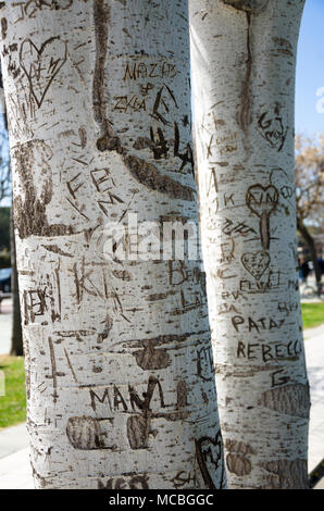 Die Menschen haben ihre Namen und Symbole in die Stämme der Bäume an der Seite der Straße in Santa Susanna Spanien, geschnitzt. Stockfoto