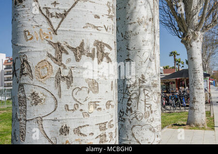 Die Menschen haben ihre Namen und Symbole in die Stämme der Bäume an der Seite der Straße in Santa Susanna Spanien, geschnitzt. Stockfoto