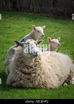 Schaf mit zwei Lämmern im Feld Stockfoto