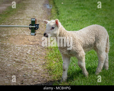 Lamb, der ein Handy am Ende eines Selfie-Sticks ansieht Stockfoto