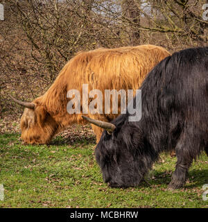 Highland Kuh in natürlicher Umgebung Stockfoto