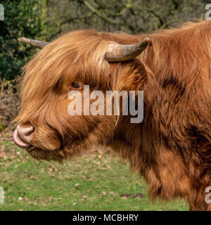 Highland Kuh in natürlicher Umgebung Stockfoto