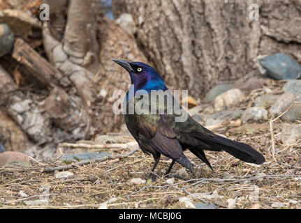 Gemeinsame Grackle Brutverhalten Stockfoto