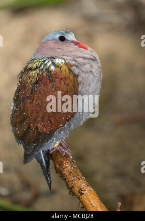 Die gemeinsame Emerald dove (Chalcophaps indica) in der Nähe von Wasserfall gehockt und bedeckt mit Wassertropfen Stockfoto