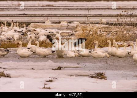 Schnee geeses Entspannen in die Felder vor bis nach Norden Stockfoto