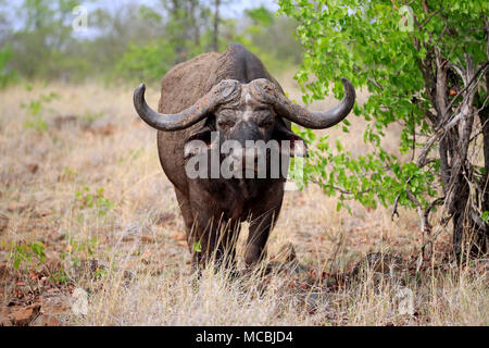 Kaffernbüffel (Syncerus Caffer), Erwachsener, Alert, Sabi Sand Game Reserve, Krüger Nationalpark, Südafrika Stockfoto