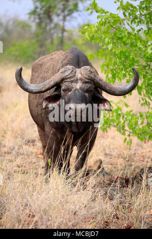 Kaffernbüffel (Syncerus Caffer), Erwachsener, Alert, Sabi Sand Game Reserve, Krüger Nationalpark, Südafrika Stockfoto