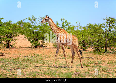 Südliche Giraffe (Giraffa Camelopardalis giraffa), Erwachsener, läuft im Buschland, Krüger Nationalpark, Südafrika Stockfoto