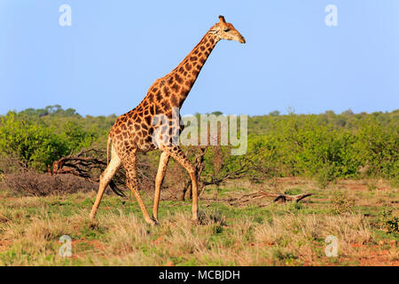 Südliche Giraffe (Giraffa Camelopardalis giraffa), Erwachsener, läuft im Buschland, Krüger Nationalpark, Südafrika Stockfoto