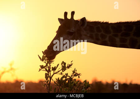 Südliche Giraffe (Giraffa Camelopardalis giraffa), Erwachsenen, Tier Portrait, Sonnenuntergang, Silhouette, Fütterung Stockfoto