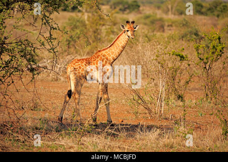 South African Giraffe (Giraffa Camelopardalis giraffa), junge Tier, Krüger Nationalpark, Südafrika Stockfoto