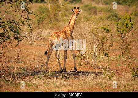 South African Giraffe (Giraffa Camelopardalis giraffa), junge Tier, Krüger Nationalpark, Südafrika Stockfoto