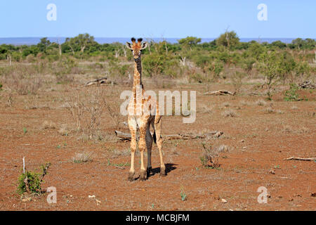 South African Giraffe (Giraffa Camelopardalis giraffa), junge Tier, Krüger Nationalpark, Südafrika Stockfoto