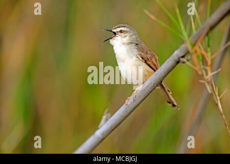 Tawny - flankiert (prinia Prinia subflava), Erwachsene auf einem Zweig, Singen, Sabi Sand Game Reserve, Krüger Nationalpark, Südafrika Stockfoto