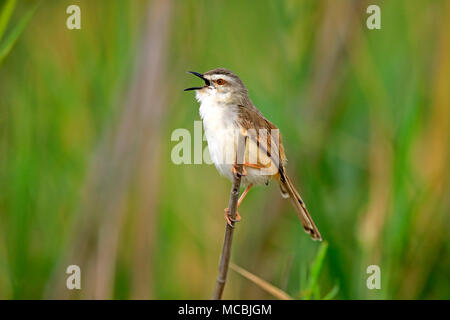 Tawny - flankiert (prinia Prinia subflava), Erwachsene auf einem Zweig, Singen, Sabi Sand Game Reserve, Krüger Nationalpark, Südafrika Stockfoto