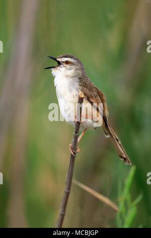 Tawny - flankiert (prinia Prinia subflava), Erwachsene auf einem Zweig, Singen, Sabi Sand Game Reserve, Krüger Nationalpark, Südafrika Stockfoto