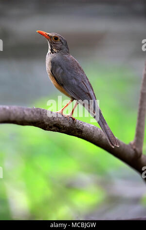 Kurrichane Thrush (Turdus libonyanus), sitzen auf den Zweig, Sabi Sand Game Reserve, Krüger Nationalpark, Südafrika Stockfoto