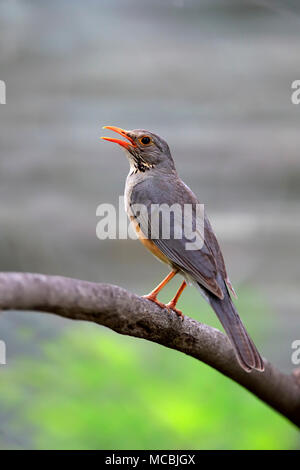 Kurrichane Thrush (Turdus libonyanus), sitzen auf den Zweig, schreien, Sabi Sand Game Reserve, Krüger Nationalpark, Südafrika Stockfoto