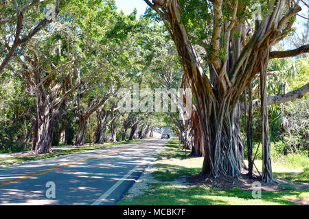 Banyan Tree gesäumten Straße Annäherung an Jupiter Island, Florida, USA Stockfoto