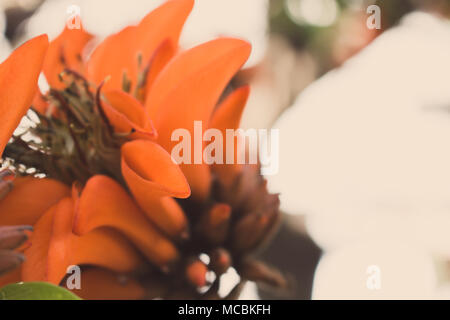 Blume. Frühjahr blühenden orange Blumen auf einem Baum. Stockfoto