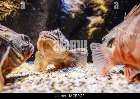 Blick auf die Fische im Aquarium, Griechenland Stockfoto