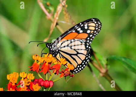 Monarch-Schmetterling Stockfoto