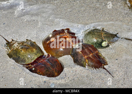 Die Horseshoe crab Paarung Stockfoto