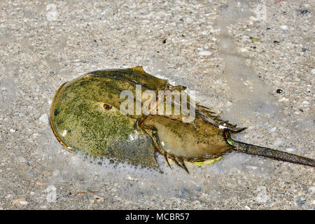 Horseshoe crab Stockfoto