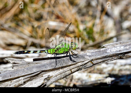 Östlichen Pondhawk Stockfoto