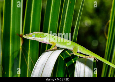 Auswuchten auf die Palme treibt. Stockfoto